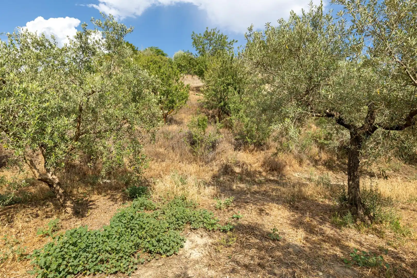 Terreno rustico in vendita a Calle POL 1, PARC 176, imagen 16