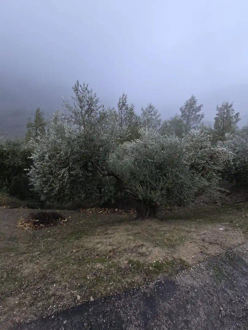Jardín de Finca rústica en venta en Jaén