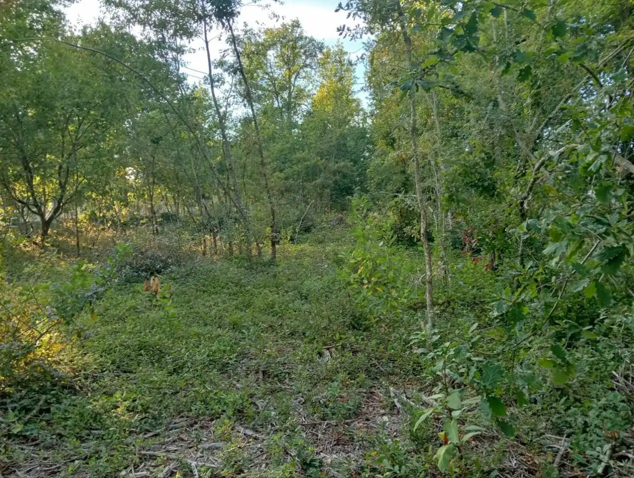 Terreni e lotti in vendita a Nogueira de Ramuín, imagen 6