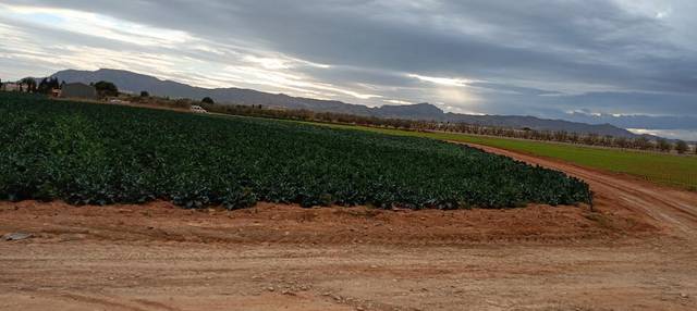 Terreno en Venta en La Aljorra