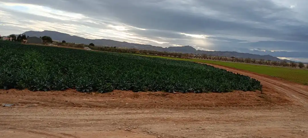 Terreno en venta en La Aljorra
