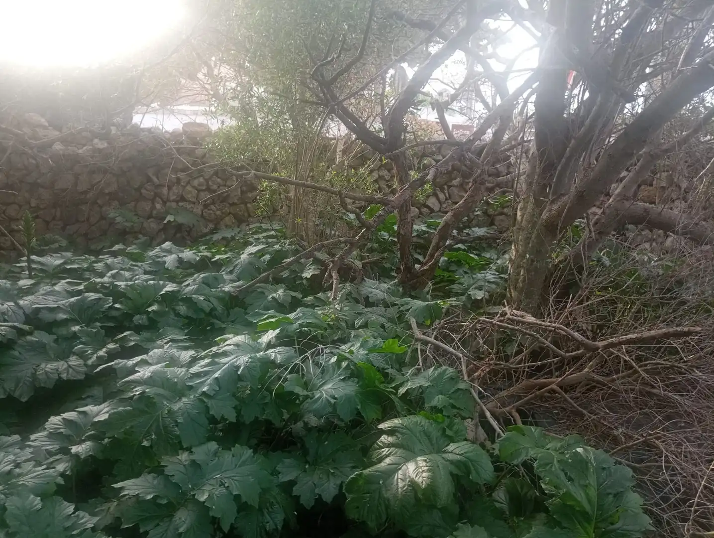 Terrenys i solars en venda a Sant Lluís - S'Ullestrar - Torret, imagen 5