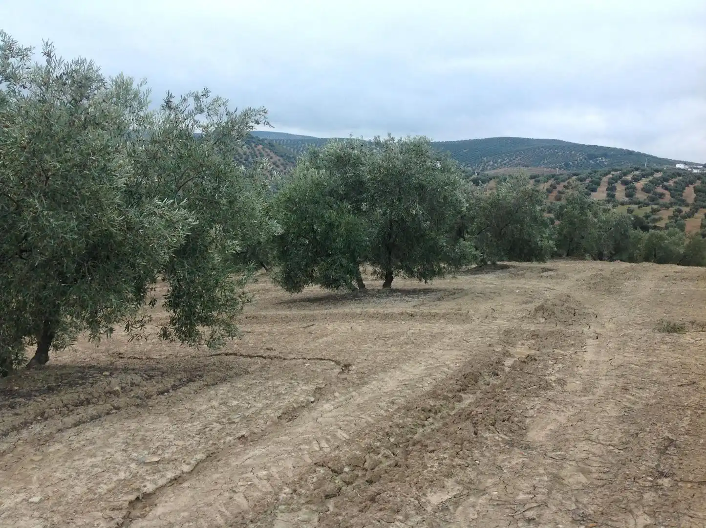 Terrenos y solares en venta en Centro