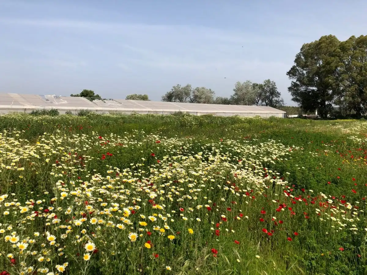 Terreni e lotti in vendita a Barbate ciudad, imagen 30