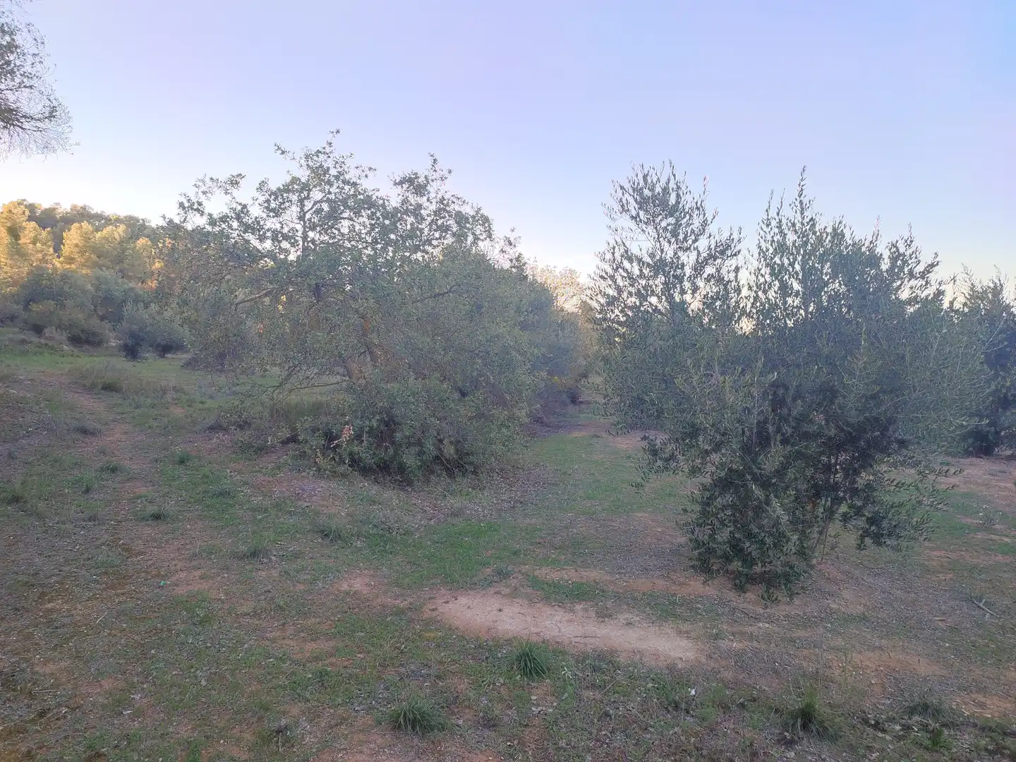 Terreno rústico en venta en Juncosa, imagen 31