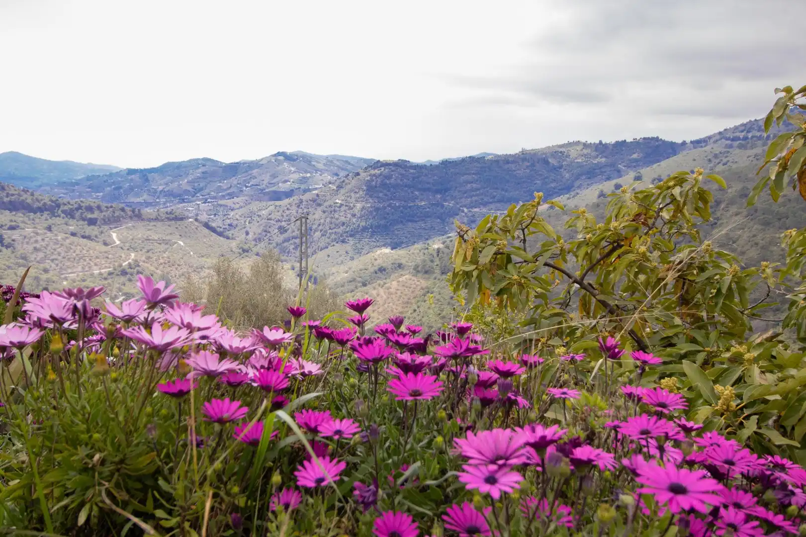 Jardí de Casa o xalet en venda en Canillas de Albaida