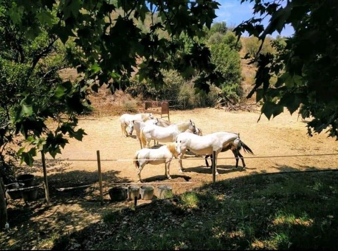 Jardí de Finca rústica en venda en Mijas amb Aire condicionat, Jardí privat i Terrassa