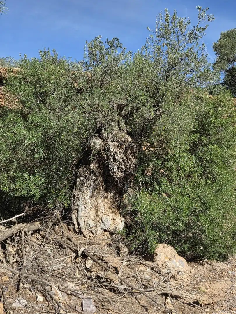 Terreni e lotti in vendita a Diputación de Vizcaino, imagen 57