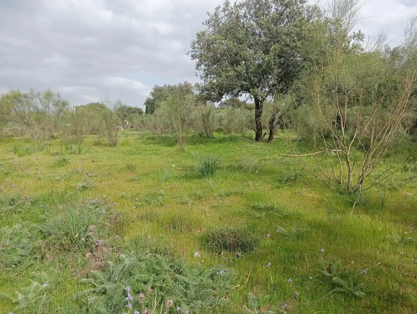 Grundstücke und Bauplätze zum Verkauf in Castilblanco de los Arroyos