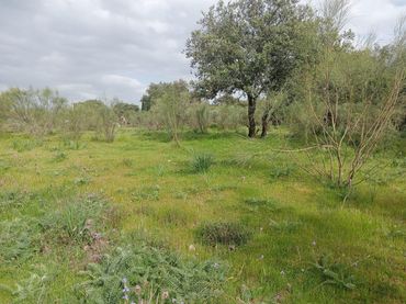 Terreno residencial en venta en Castilblanco de los Arroyos