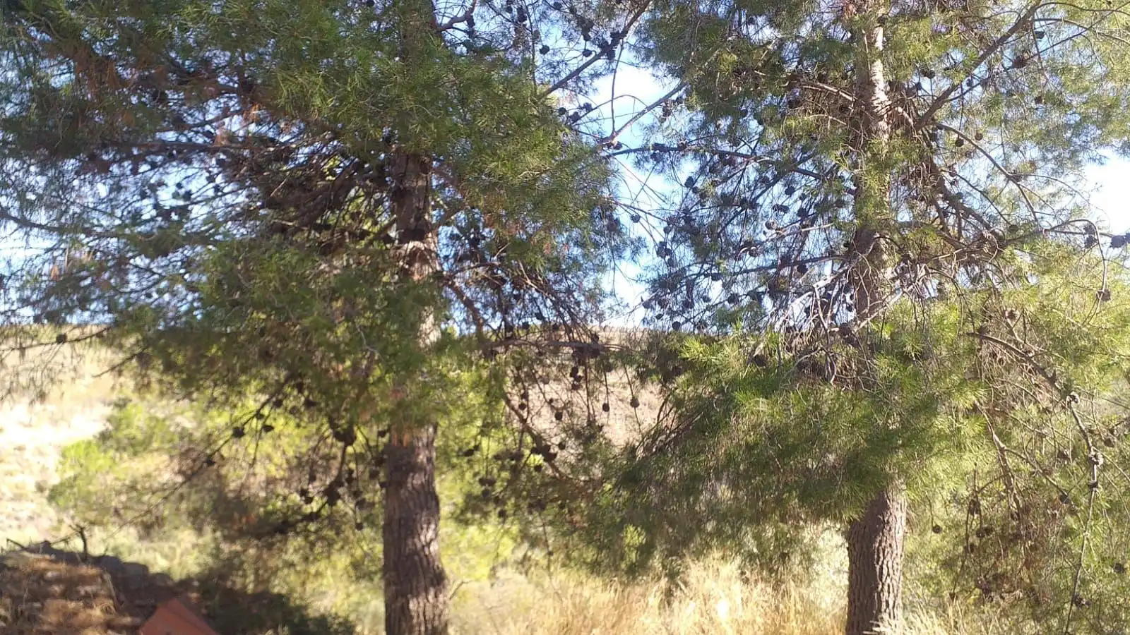 Finca rústica en venda a Cóbdar