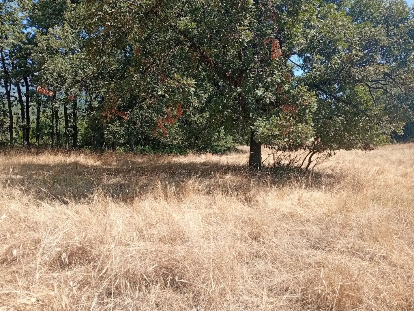 Terreni e lotti in vendita a Villanueva de la Vera, imagen 49