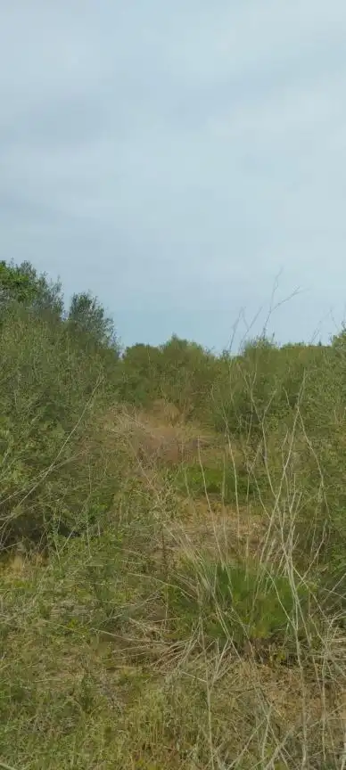 Rural land for sale in Felanitx Poble, imagen 5