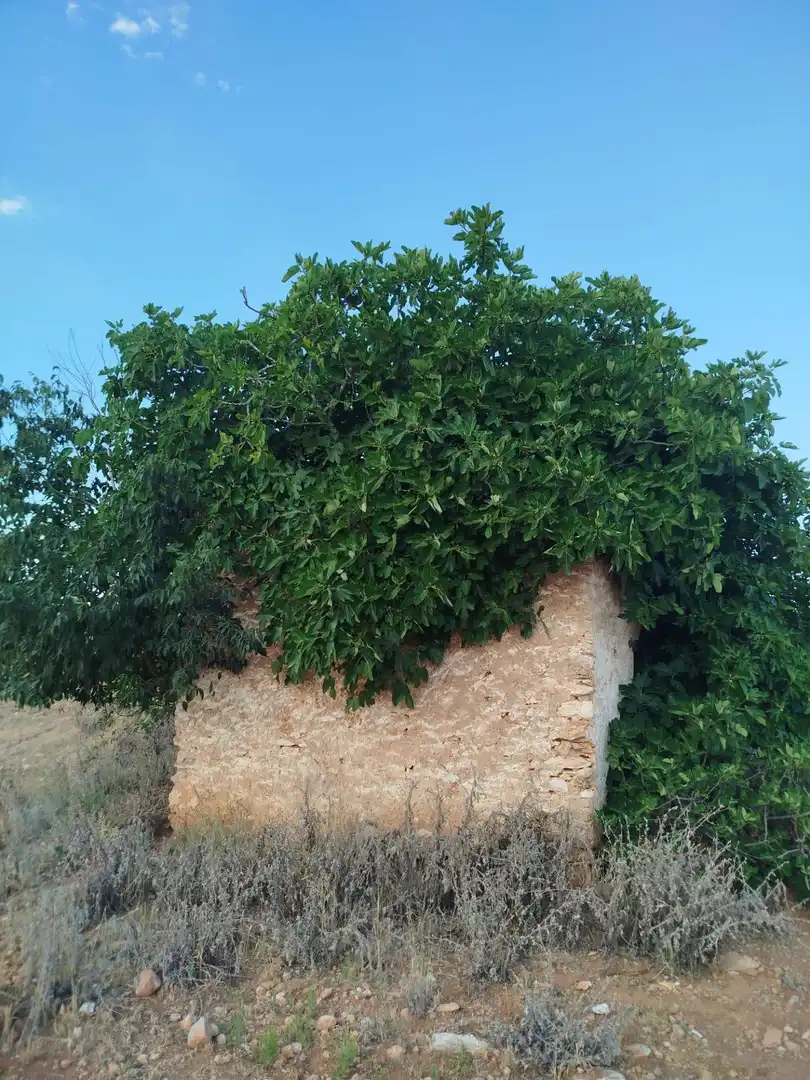 Rural land for sale in Masdenverge, imagen 3