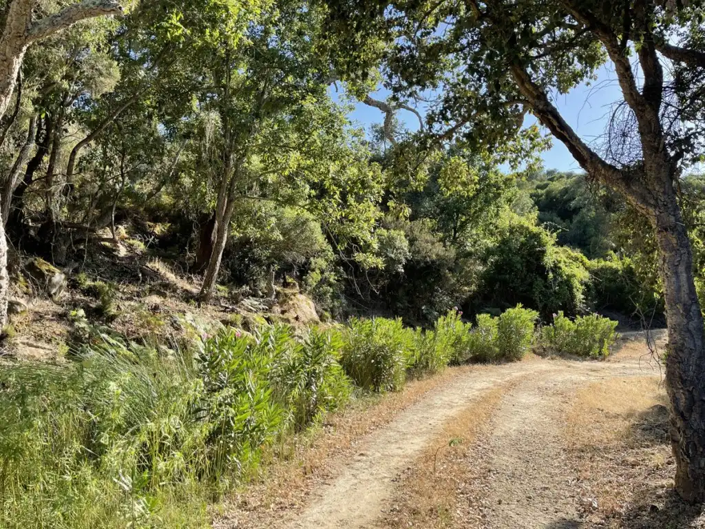 Exterior view of Country homes for sale in Castellar de la Frontera  with Private garden