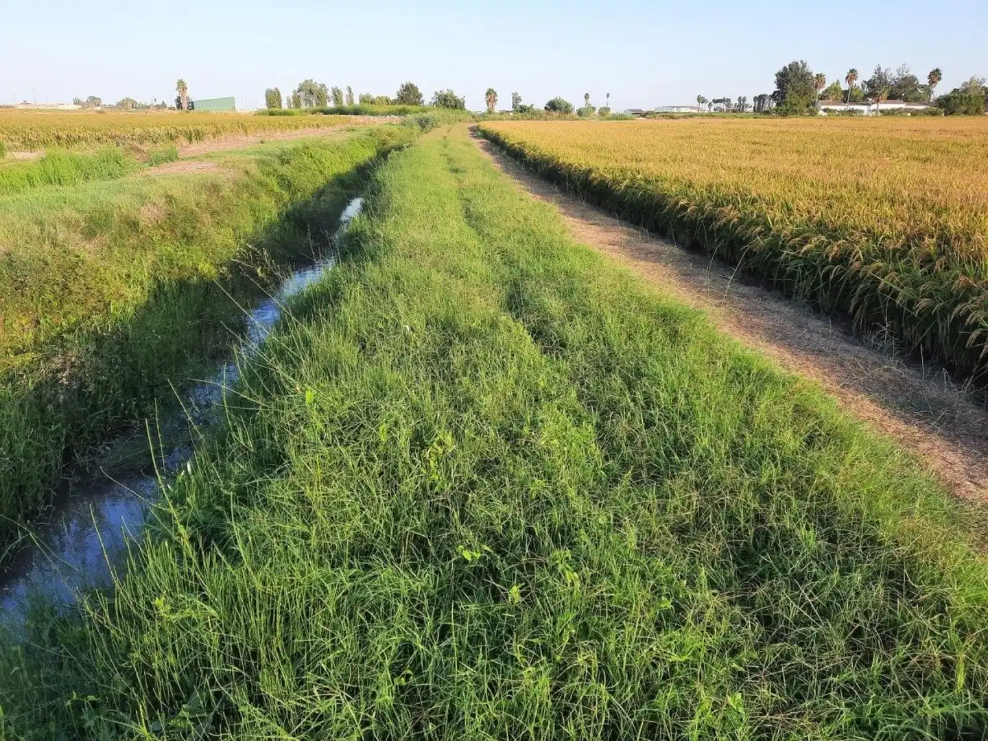 Terrain rustique à vendre à Eucaliptus- Poble Nou del Delta, imagen 6