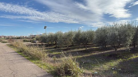 Santa AmaliaTerreno, immagine 3