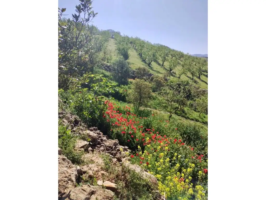 Jardín de Casa o chalet en venta en Alhama de Granada