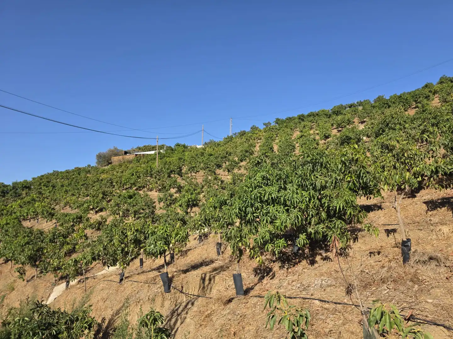 Terreno en venta en Iznate