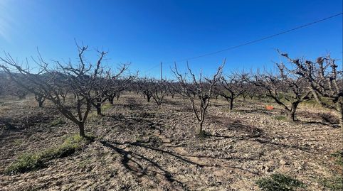 Se venden 6 fanegas de tierra de riego en plena producción de albaricoqueros y ciruelas, 12.000m2 a 5 minutos de Cehegin en plena, immagine 5