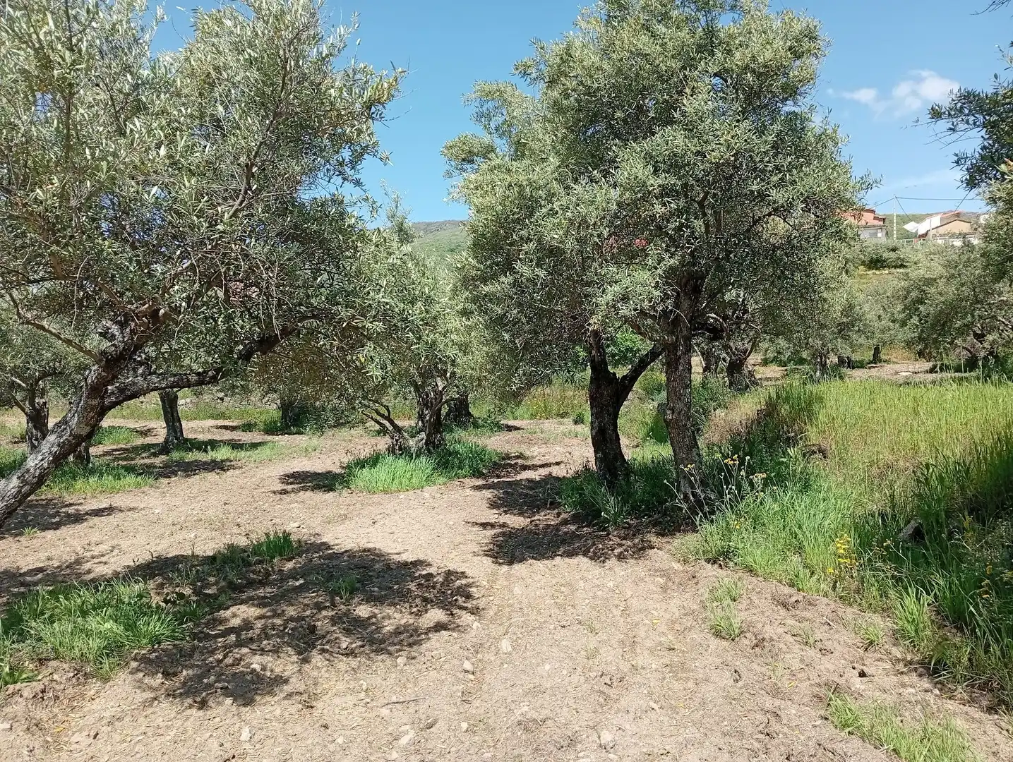 Terreni e lotti in vendita a Villanueva de la Vera, imagen 54