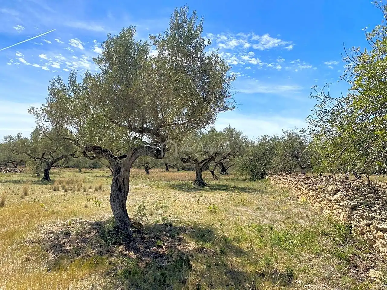Terreno rustico in vendita a Mas de Baralluga, imagen 6