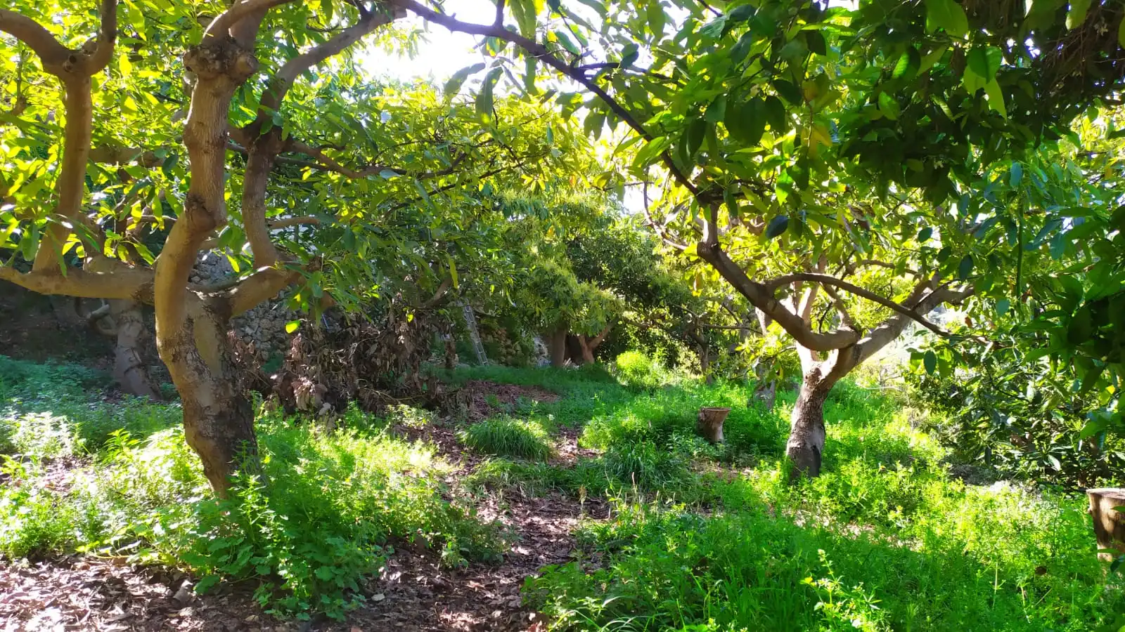 Rural land for sale in Paraje Almachares 15, imagen 6