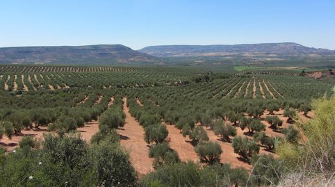 Finca de olivar en zona Cuatro Cerros. Cuenta con una superficie de 6.074 m2. Olivos hojiblancos de 3 y 4 patas.
