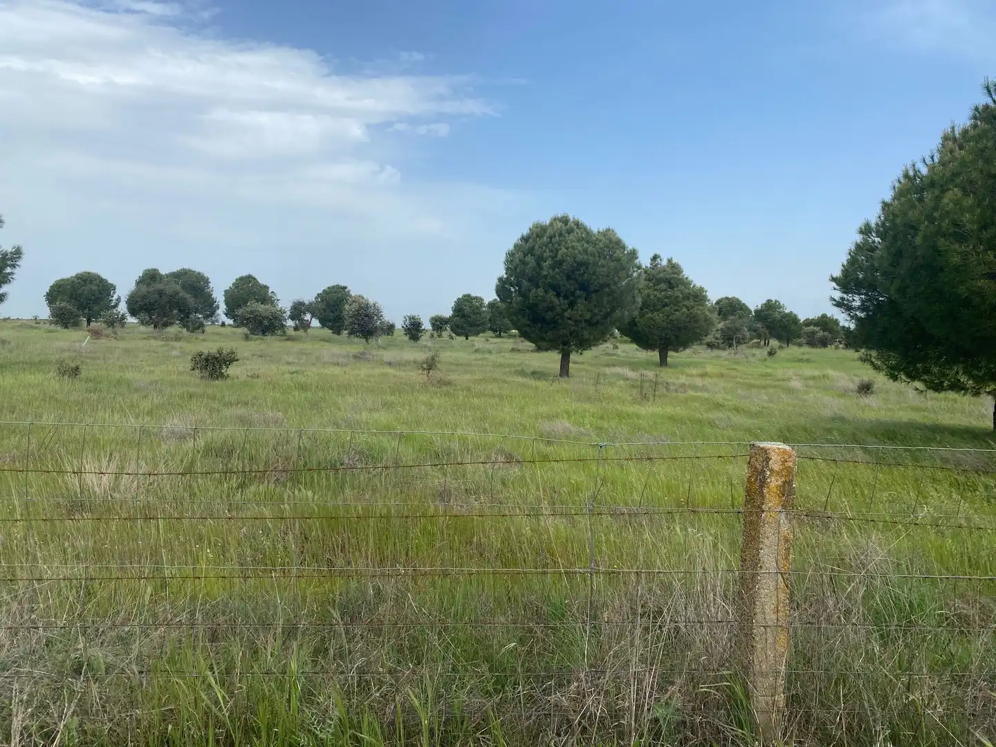 Land for sale in Oropesa
