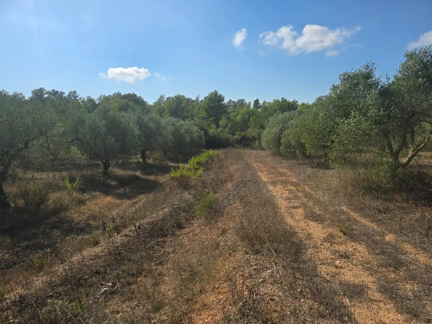 Terreno rústico en venta en Montferri, imagen 12