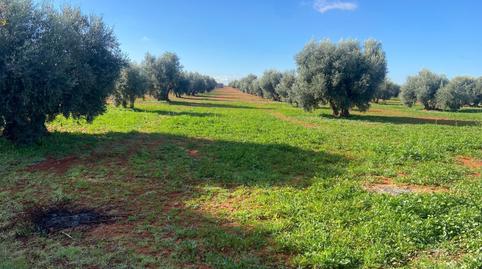 Foto 2 de Casa o chalet en venta en  las Cabras, Almagro, Ciudad Real