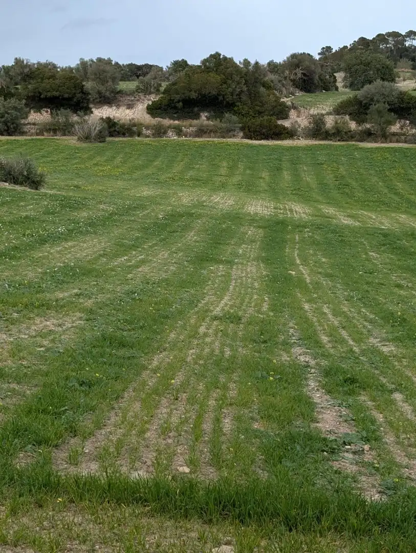 Rustikales Grundstück zum Verkauf in Llubí, imagen 2