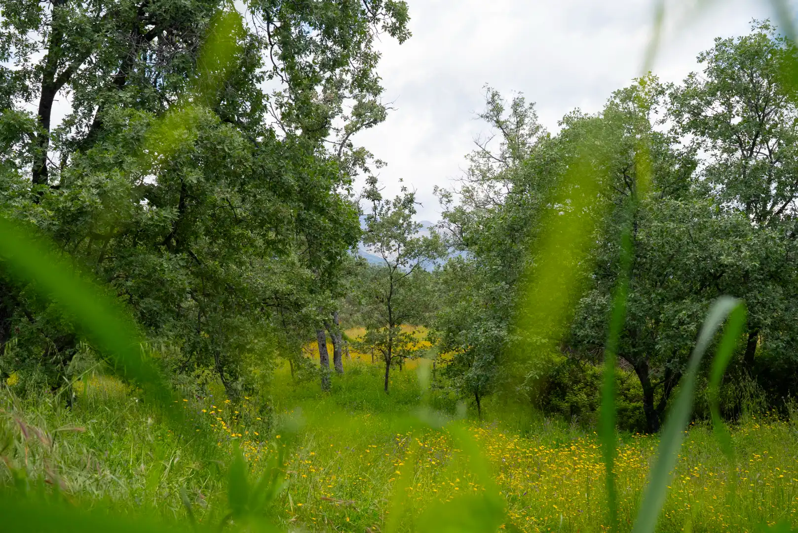 Terreno en venta en Robledillo de la Vera