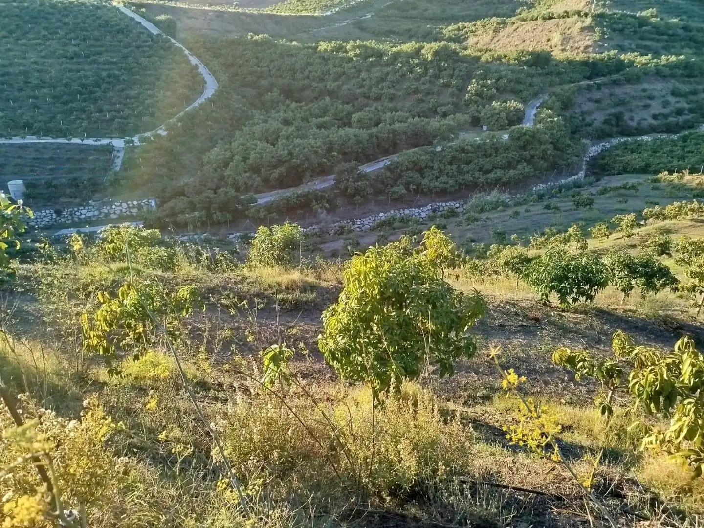 Rustikales Grundstück zum Verkauf in LOS ALESES, imagen 3