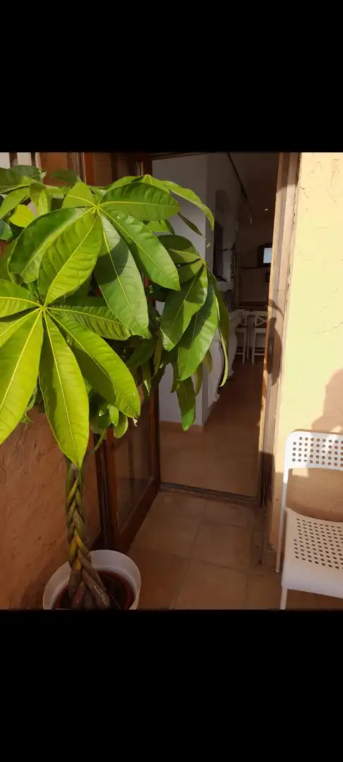 Apartments for rent in Avenida de Pery Junquera, Barriada de Andalucía - Ardila