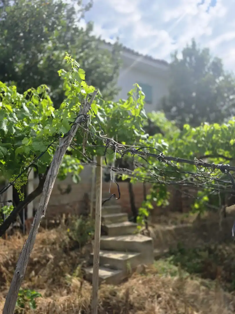 Garden of Land for sale in Vacarisses