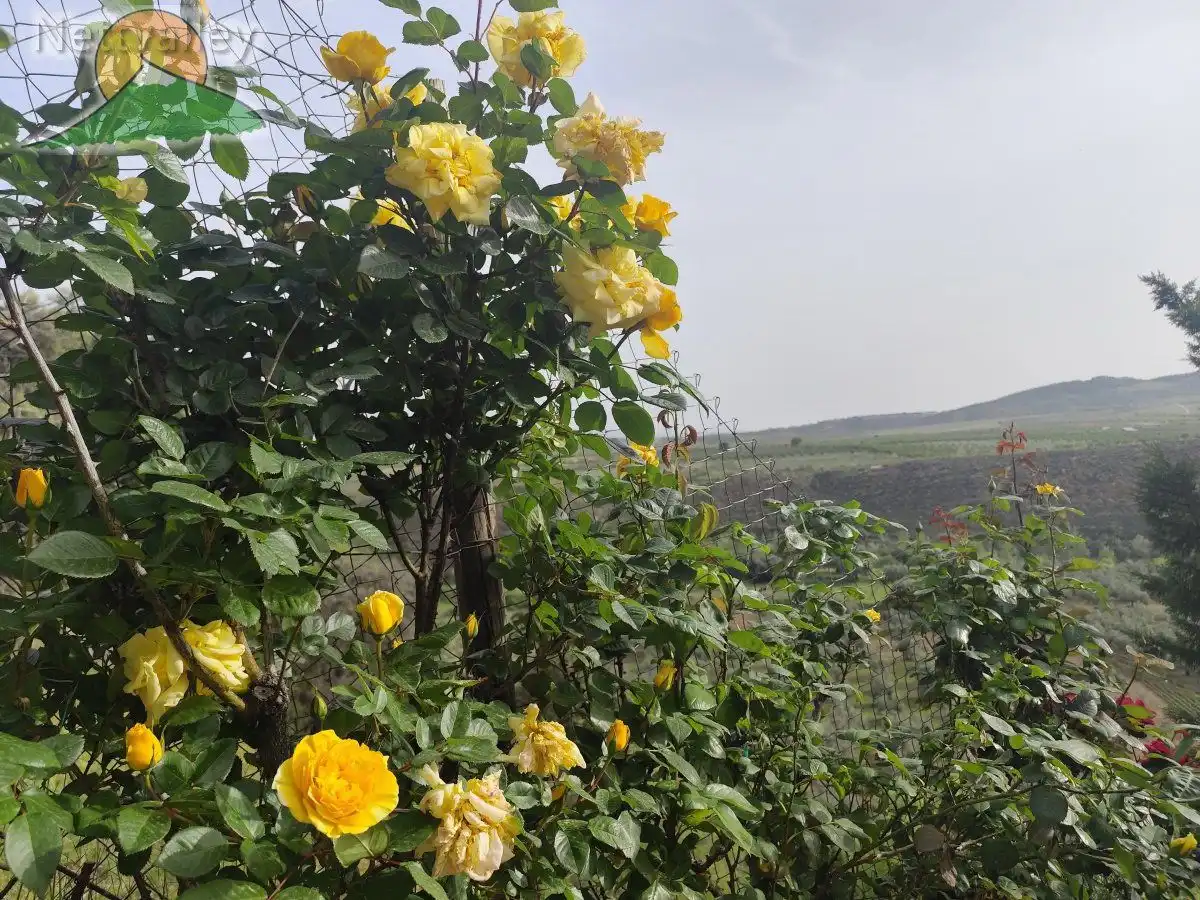 Jardín de Finca rústica en venta en Dílar con Terraza