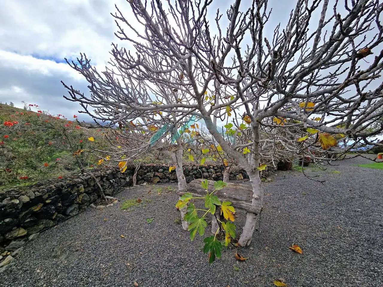 Jardí de Finca rústica en venda en Guía de Isora amb Jardí privat i Moblat