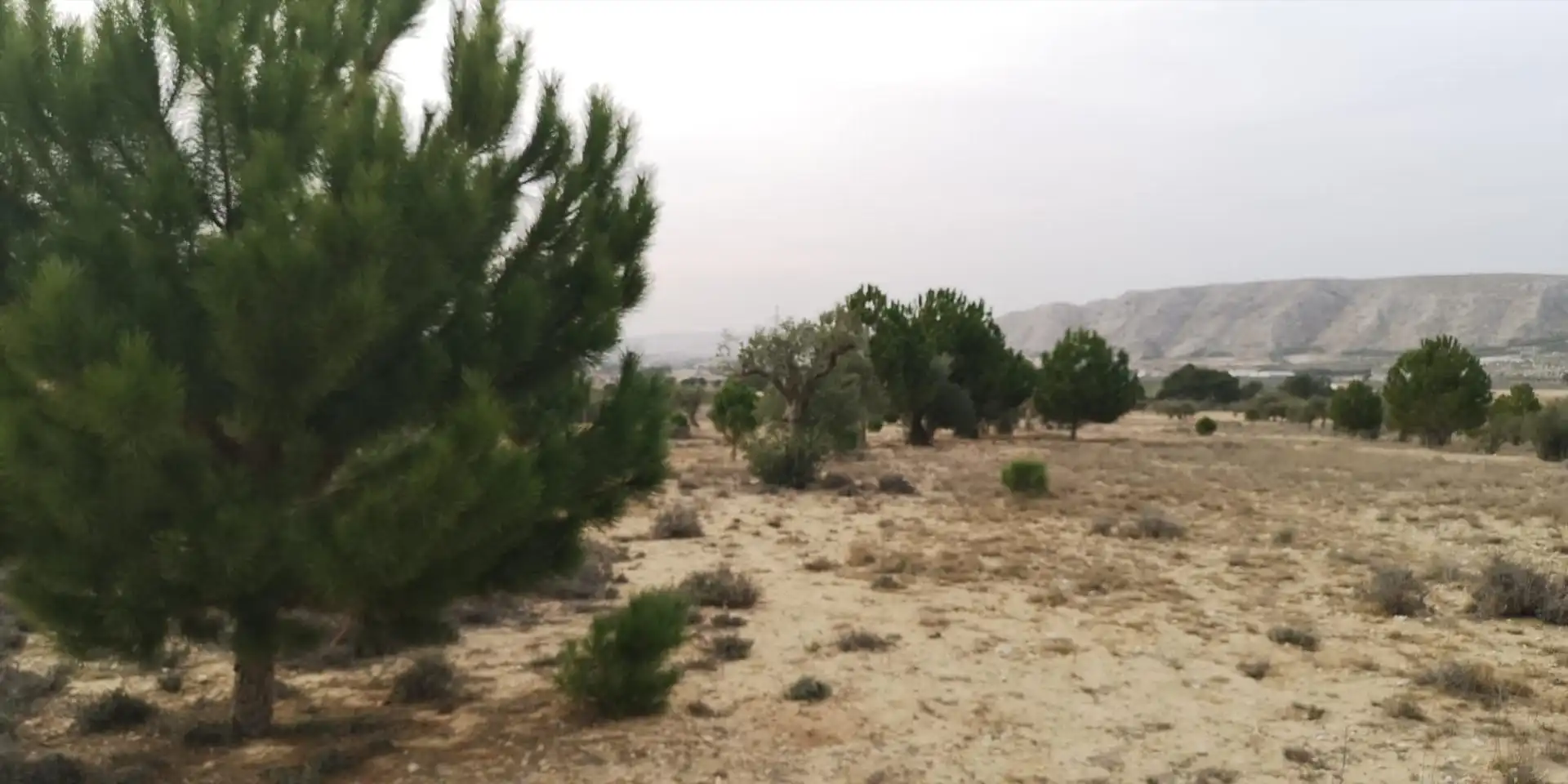 Rural land for sale in Las tiesas, imagen 2