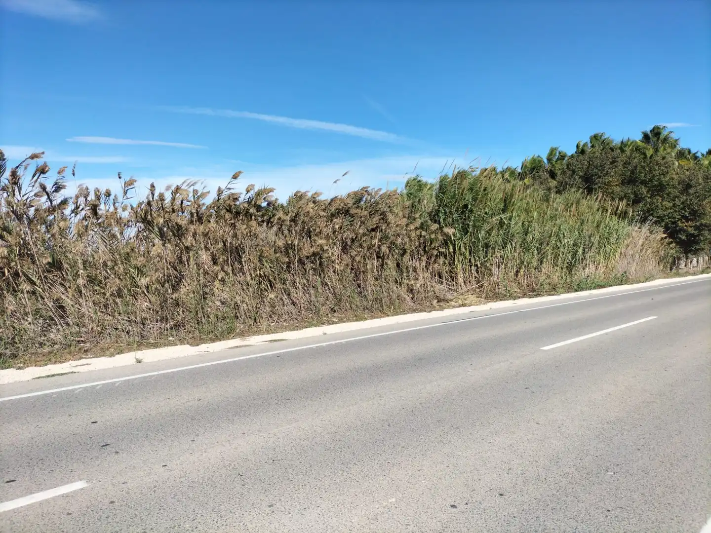 TIERRA RUSTICA EN TERMINO ELCHE, imatge 2