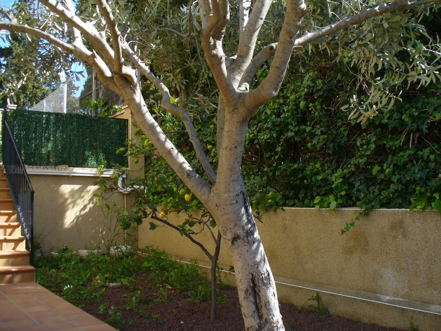 Casa aparellada amb jardí en venda a Carrer Farigola, imagen 7