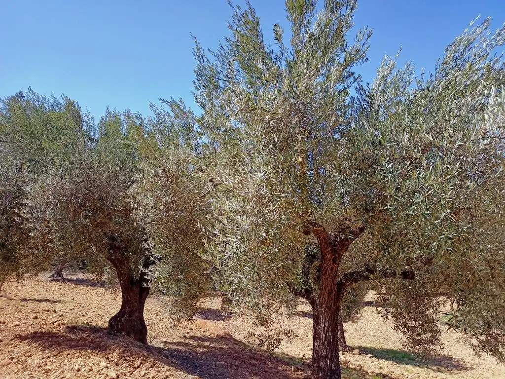 Terreni e lotti in vendita a Cretas, imagen 4