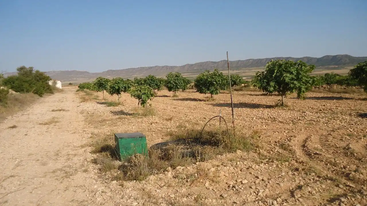 Terreni e lotti in vendita a Yecla, imagen 3