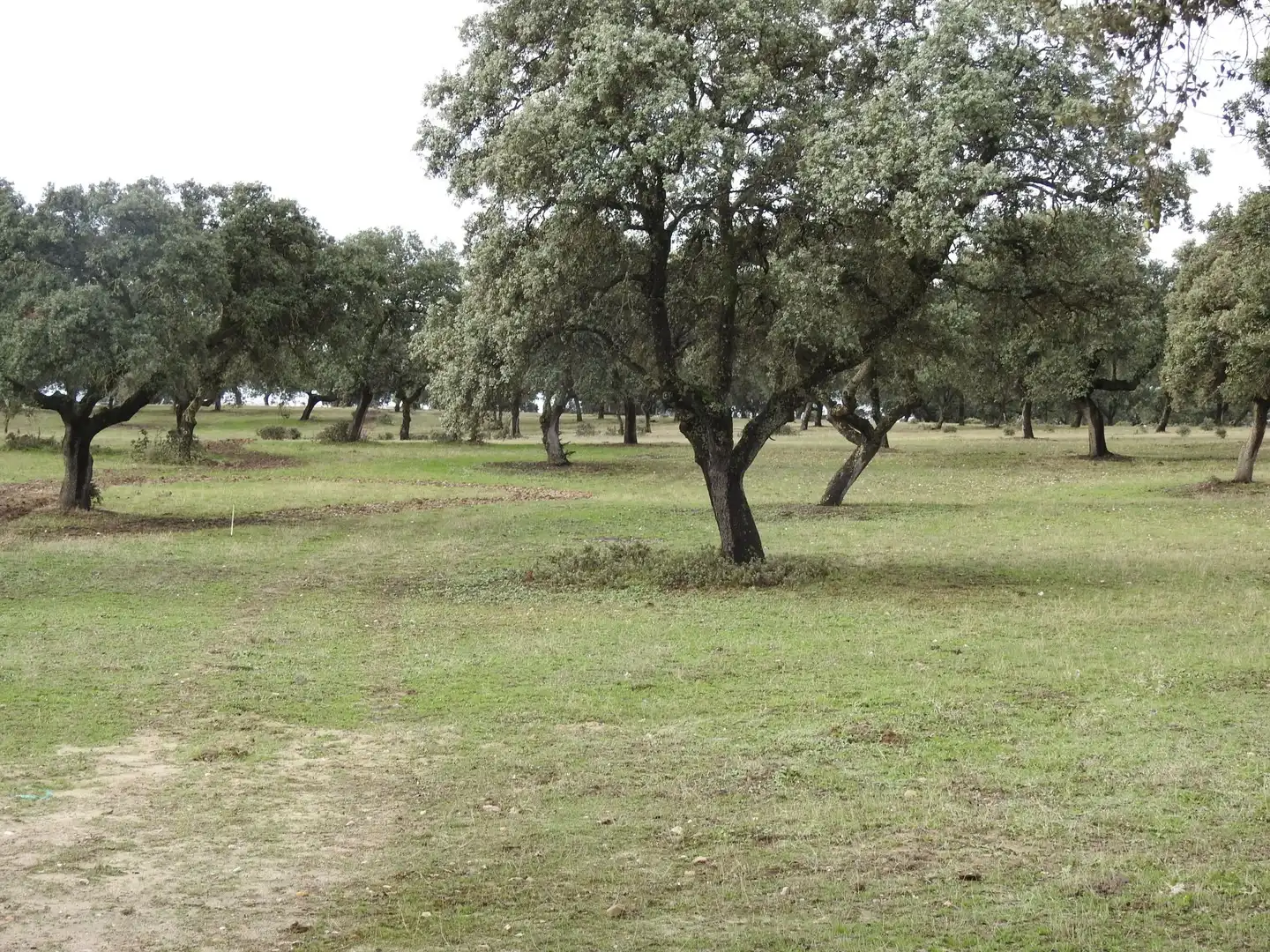 Grundstücke zum Verkauf in Torralba de Oropesa