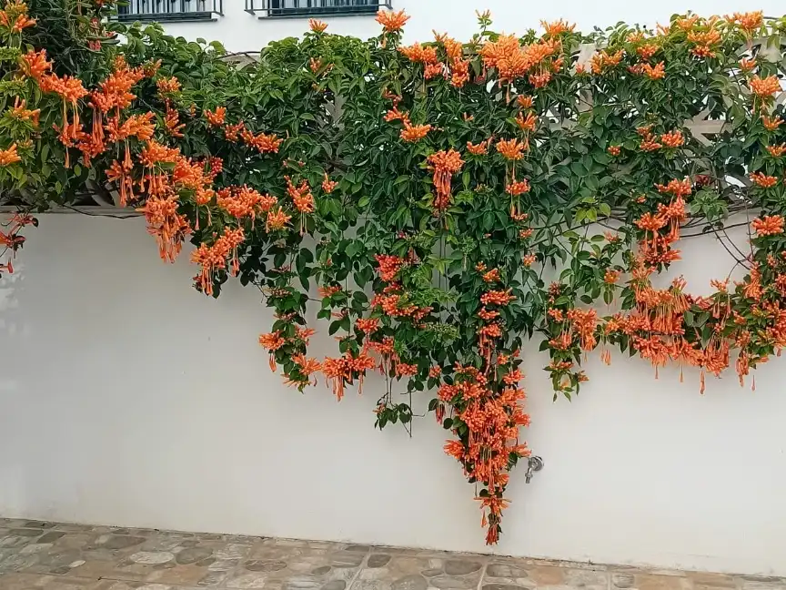 Maison avec piscine à vendre à Avenida Suiza 22, imagen 13
