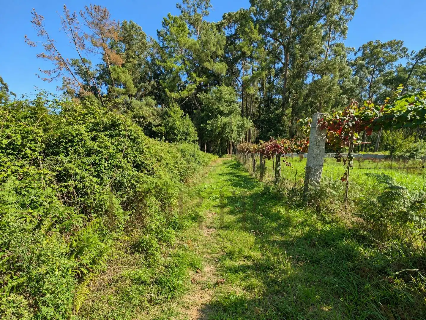 Residential land for sale in Salceda de Caselas, imagen 5