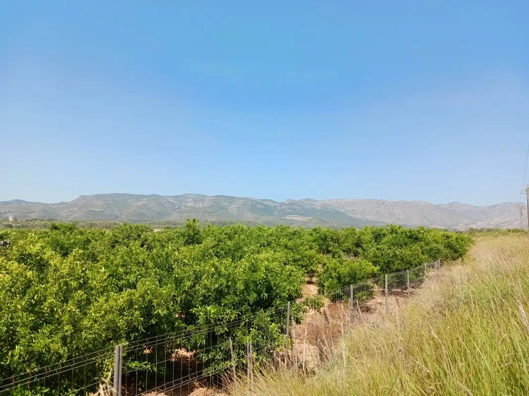 Terreny rústic en venda a Palma de Gandia, imagen 13