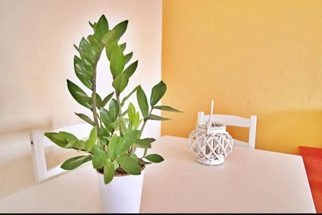 Garden of Flat for sale in Elche / Elx  with Furnished and Balcony