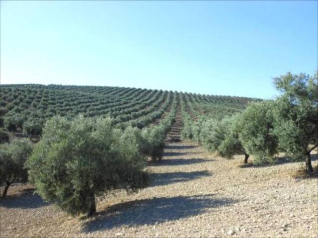 Terreno en Venta en Jauja
