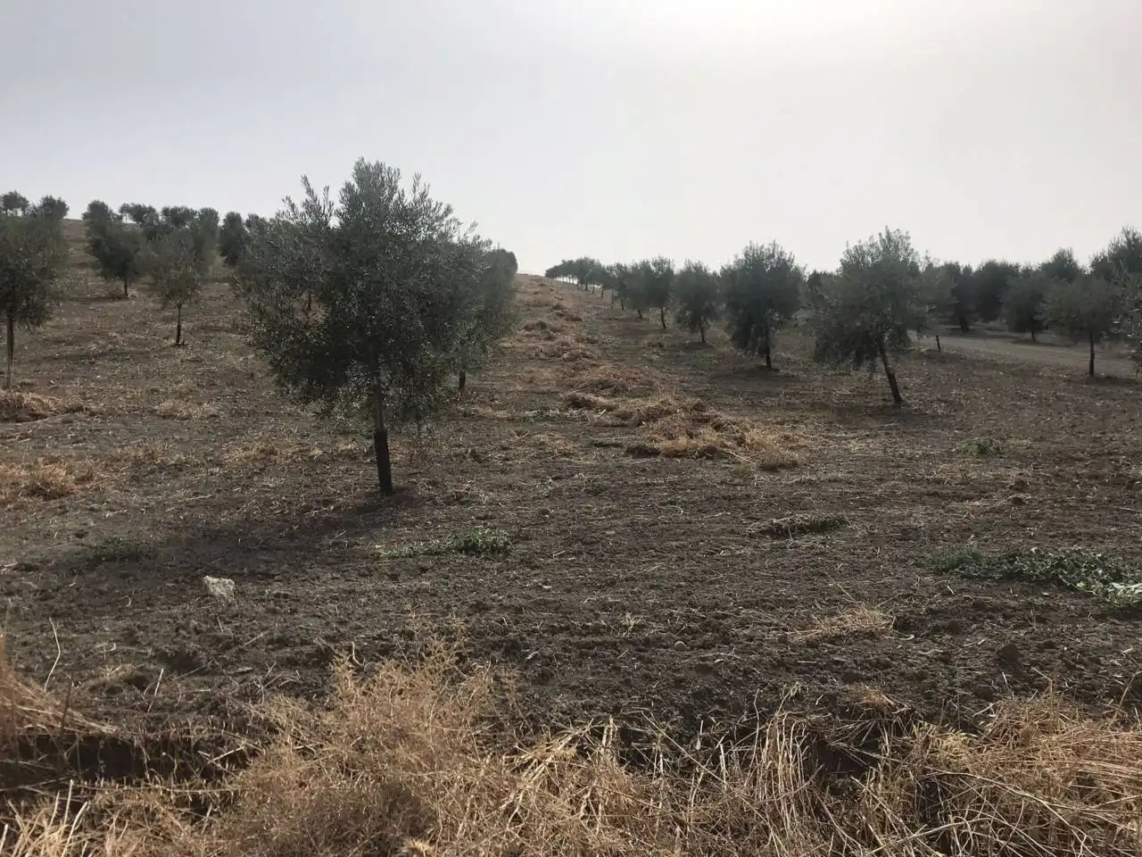 Rural land for sale in Castro del Río